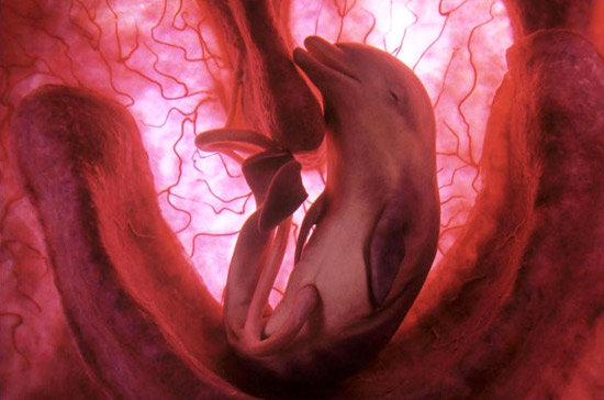 фото эмбриона дельфин в утробе матери, животные в утробе матери фото