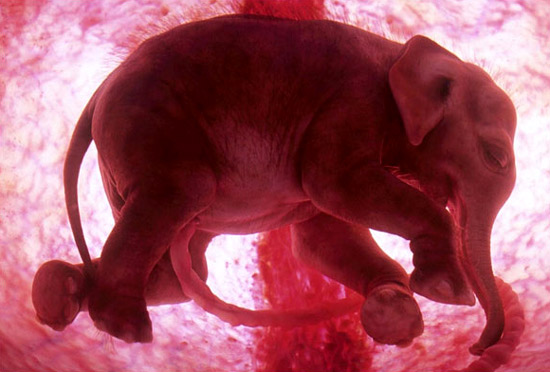 фото эмбриона слона в утробе матери, животные в утробе матери фото
